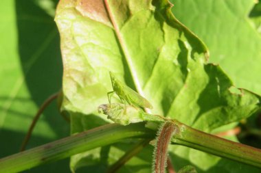 Yeşil yapraklı güzel yaprak sıçrayan böcek.