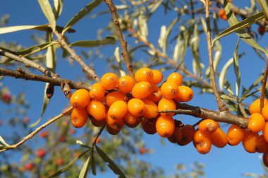 Bahçe bahçesinde mavi gökyüzü arka planında deniz dikenli meyveler