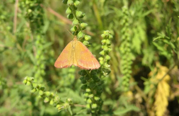 Orangefarbener Nachtfalter Auf Grünem Gewächs Freier Wildbahn — Stockfoto