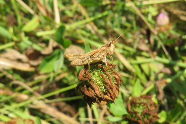 Güz bahçesinde solmuş yonca çiçeğinin üzerinde kahverengi çekirge