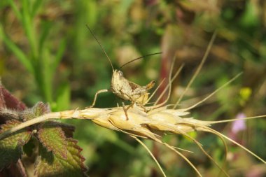 Güzel kahverengi çekirge tarlada kulakları var, yakın plan.