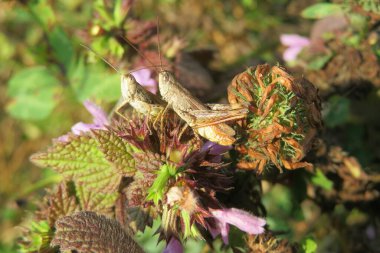 Bahçedeki lamium bitkisinin üzerinde iki kahverengi çekirge, yakın plan.