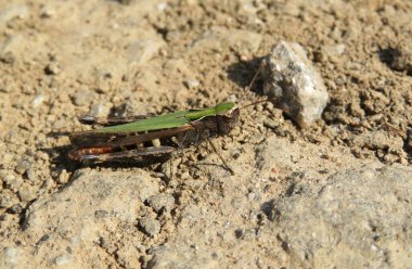 Yeşil çekirge yerde, yakın plan