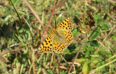 Çayırdaki solmuş yonca çiçeğinin üzerindeki güzel, tüylü kelebek, yakın plan.