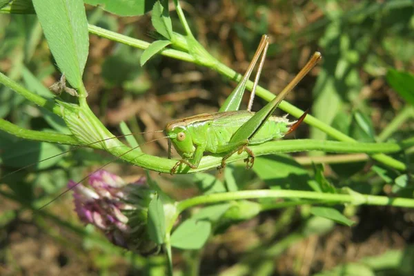 Prachtige Groene Sprinkhaan Klaverplant Tuin Close — Stockfoto