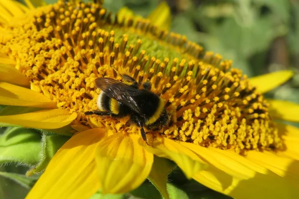 Hummel Auf Wunderschöner Sonnenblume Feld Nahaufnahme — Stockfoto