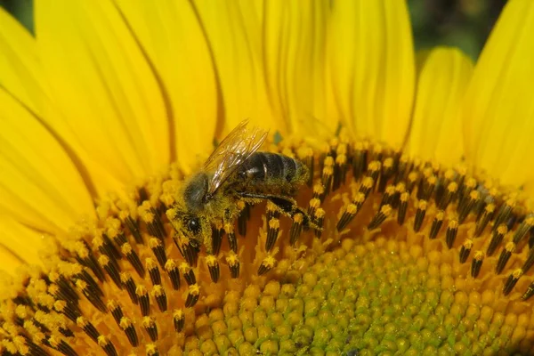 Fechar Abelha Belo Girassol Amarelo Campo — Fotografia de Stock