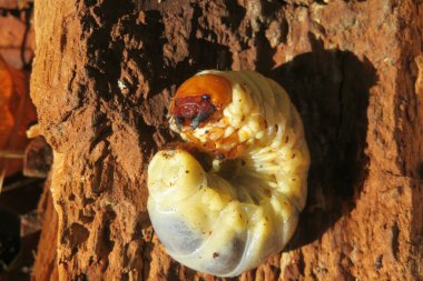 Ağaç kurdu, ağaç kabuğu böceği lavrası ahşap arka planda