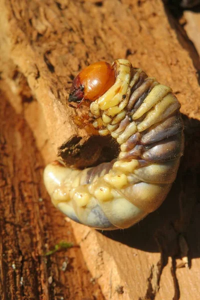 딱다구리 장작더미 딱정벌레 — 스톡 사진