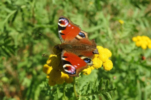 Borboleta Pavão Bonita Flores Tansy Amarelas Campo Close — Fotografia de Stock