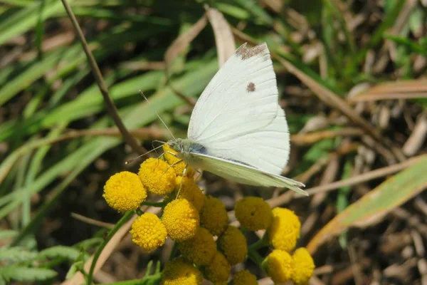 Schöne Weiße Schmetterling Auf Stiefmütterchen Blumen Auf Der Wiese Nahaufnahme — Stockfoto