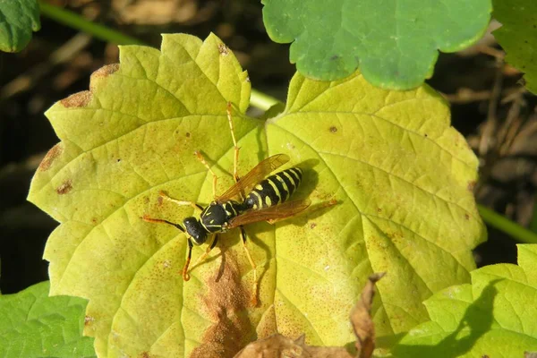 Wasp Yellow Leaf Autumn Garden Closeup — Stock Photo, Image