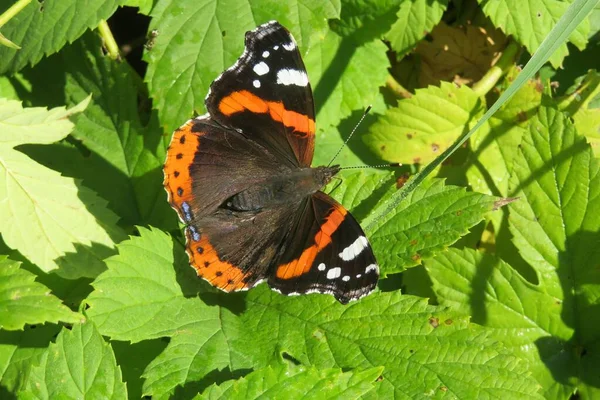 Borboleta Bonita Folhas Verdes Jardim Close — Fotografia de Stock