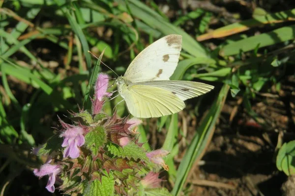 Schöner Weißer Schmetterling Auf Lamium Blumen Garten Nahaufnahme — Stockfoto