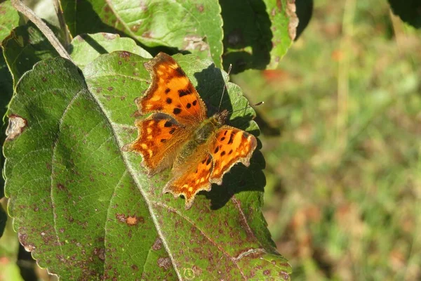 Papillon Polygone Orange Sur Les Feuilles Jardin Gros Plan — Photo