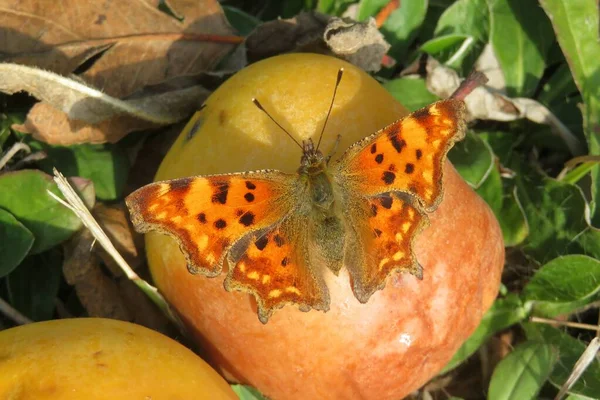 Pomarańczowy Motyl Jabłku Ogrodzie Zbliżenie — Zdjęcie stockowe