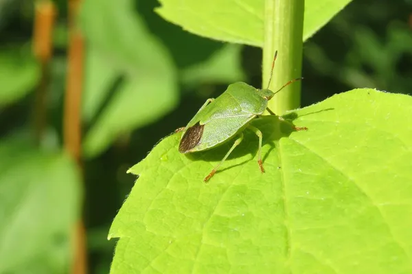 Bug Escudo Verde Planta Verde Claro Natureza Close — Fotografia de Stock