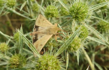 Kahverengi gece kelebeği otlaktaki eryngo bitkisinin üzerinde