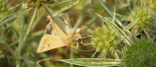 Gelber Falter Motte Auf Eryngo Pflanze Freier Wildbahn Nahaufnahme — Stockfoto
