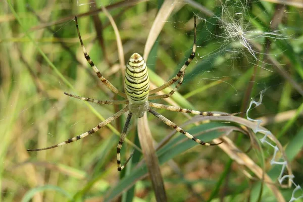 Argiope Jaune Araignée Guêpe Sur Toile Dans Jardin Fond Naturel — Photo