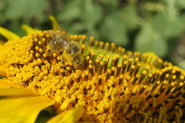 Μέλισσα Κίτρινο Ηλιοτρόπιο Στο Χωράφι Κοντινό Πλάνο — Φωτογραφία Αρχείου