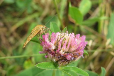 Bahçedeki yonca çiçeğinin üzerindeki kahverengi kelebek, yakın plan.
