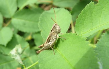 Bahçedeki yeşil yaprakların üzerinde kahverengi çekirge, yakın plan.