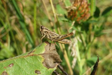 Güz bahçesindeki yaprakların üzerinde kahverengi çekirge, yakın plan.