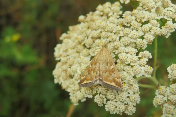 Hnědý Motýl Motýl Yarrow Květiny Poli Detailní Záběr — Stock fotografie