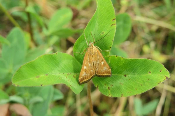 Brązowy Motyl Zielonych Liściach Koniczyny Ogrodzie Zbliżenie — Zdjęcie stockowe