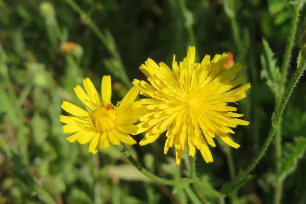 Schöne Gelbe Hieracium Blumen Feld Auf Grünem Hintergrund Nahaufnahme — Stockfoto