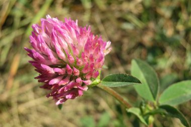 Bahçedeki güzel yonca çiçeğinin doğal çim arka planında yakın çekimi.