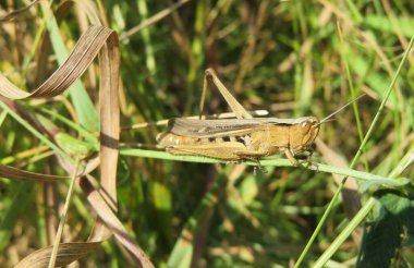 Çayırdaki yeşil çimlerin üzerinde kahverengi çekirge, yakın plan.