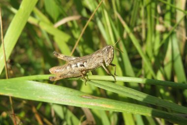 Çayırdaki yeşil çimlerin üzerinde kahverengi çekirge, yakın plan.