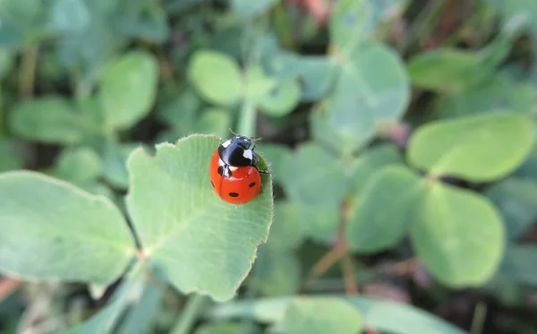 Bahçede Yapraklı Kırmızı Ladubug Doğal Yeşil Arka Plan — Stok fotoğraf