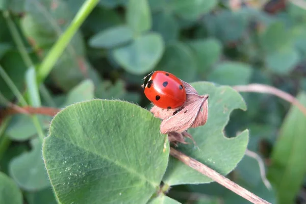 Ladubug Rojo Hoja Jardín Fondo Verde Natural —  Fotos de Stock