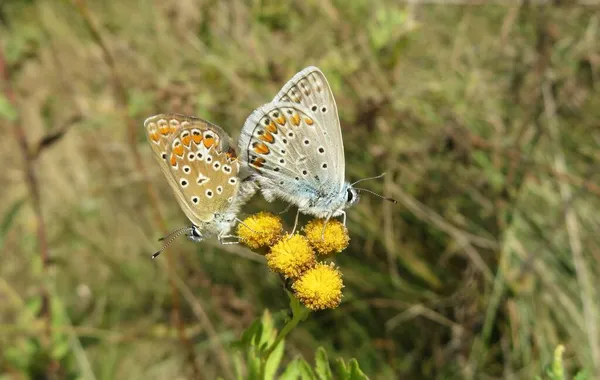 Beau Polyommatus Papillon Accouplement Sur Les Fleurs Tanaisie Dans Champ — Photo