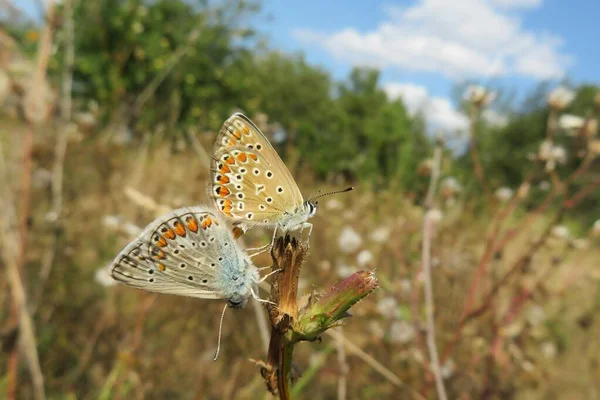Hermosas Mariposas Apareamiento Rama Jardín Sobre Fondo Azul Del Cielo — Foto de Stock
