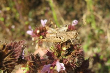 Çayırdaki lamium bitkisinin üzerinde çiftleşen kahverengi çekirgeler, yakın plan.