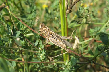 Çayırdaki yeşil çimlerin üzerinde kahverengi çekirge, yakın plan.