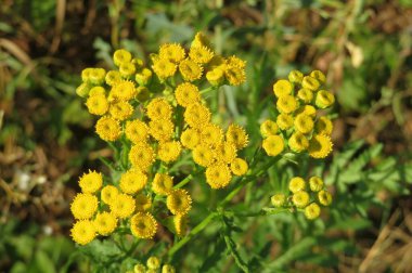 Doğal yeşil çimen arka planında sarı, tanemsi çiçekler.