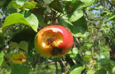 Eşek arısı bahçede ağaçta elma yiyor, yakın plan.