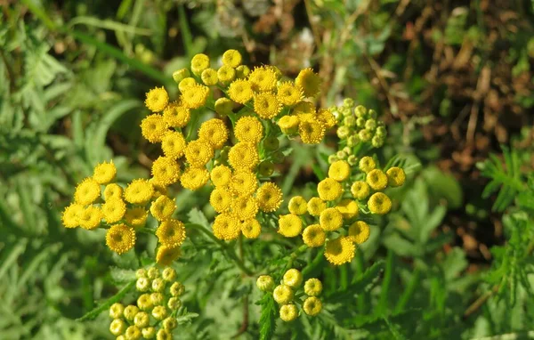 stock image Yellow tansy flowers in the field on natural green grass background