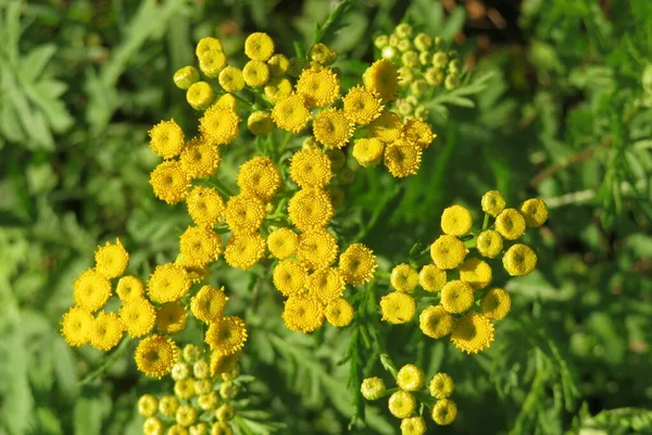 Flores Amarelas Tansy Campo Fundo Grama Verde Natural — Fotografia de Stock