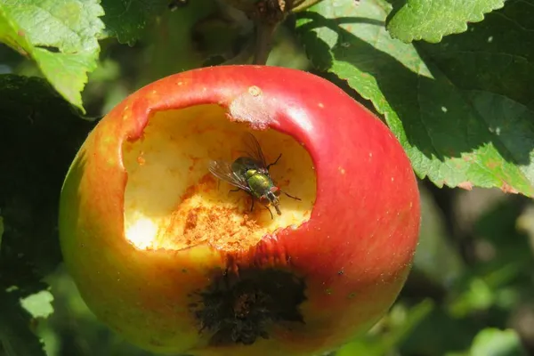 Bahçedeki kırmızı elmada uçan böcek, yakın plan.