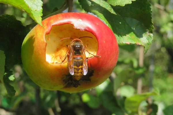 Hornet Jíst Jablka Stromě Zahradě Detailní Záběr — Stock fotografie