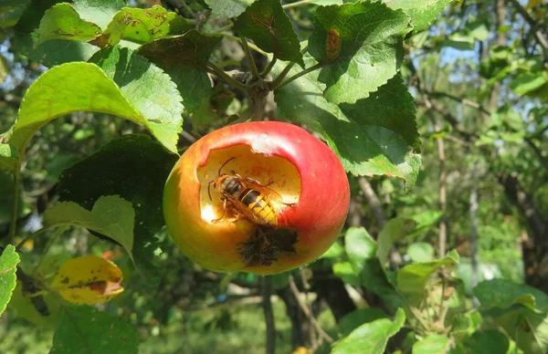 Eşek arısı bahçede ağaçta elma yiyor, yakın plan.