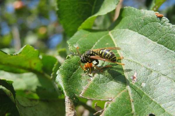 Wasp Green Leaf Eat Apple Garden Closeup — Stock Photo, Image