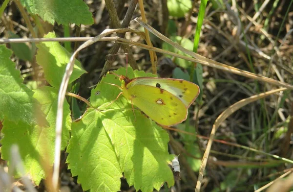 Žlutý Citronový Motýl Listu Zahradě — Stock fotografie