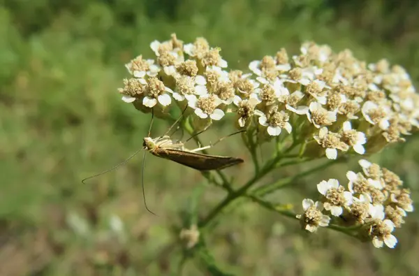 Braune Schmetterlingsmotte Auf Schafgarbenblüten Feld Nahaufnahme — Stockfoto